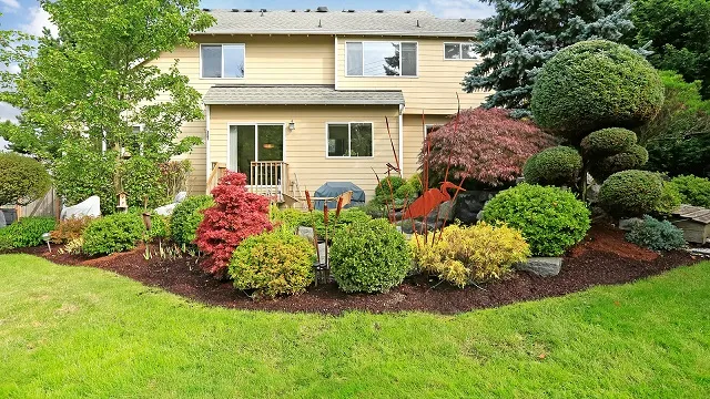 Front yard garden bed with mulched shrubs and topiary beside a house