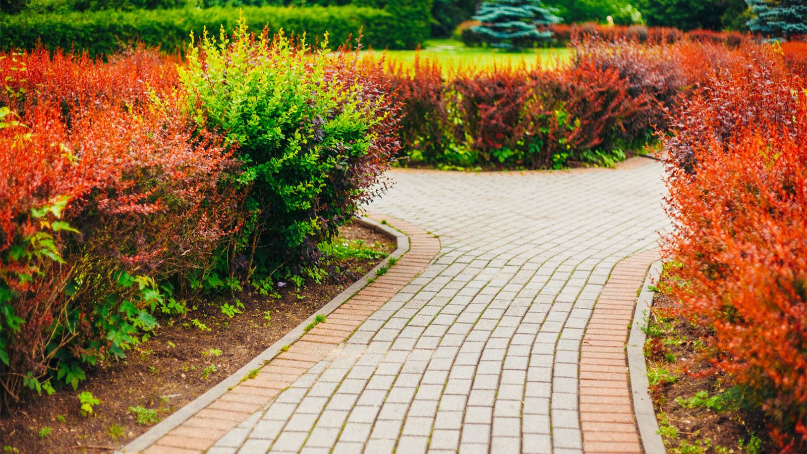 Paved garden path bordered by red and green foliage